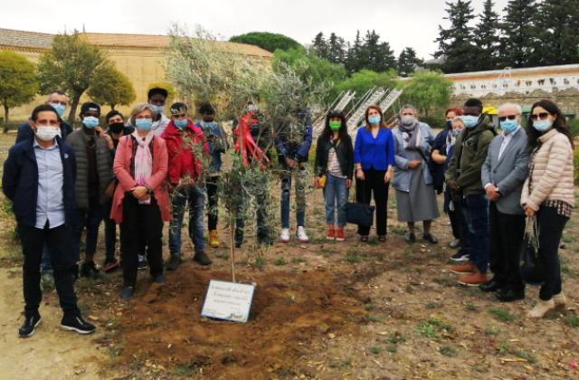 Caltagirone. Giornata della memoria e dell’accoglienza: piantato un albero d’ulivo